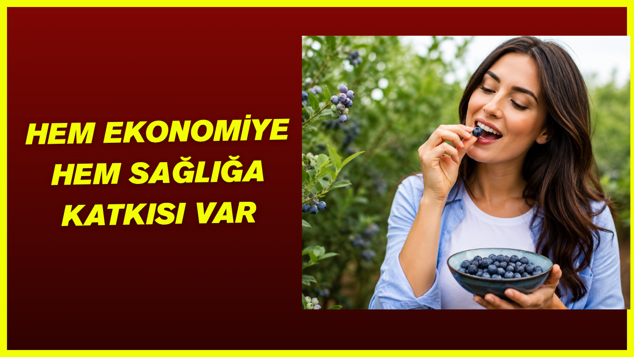 Yaban Mersini Ekonomiye de Sağlığa da Katkı Sağlıyor